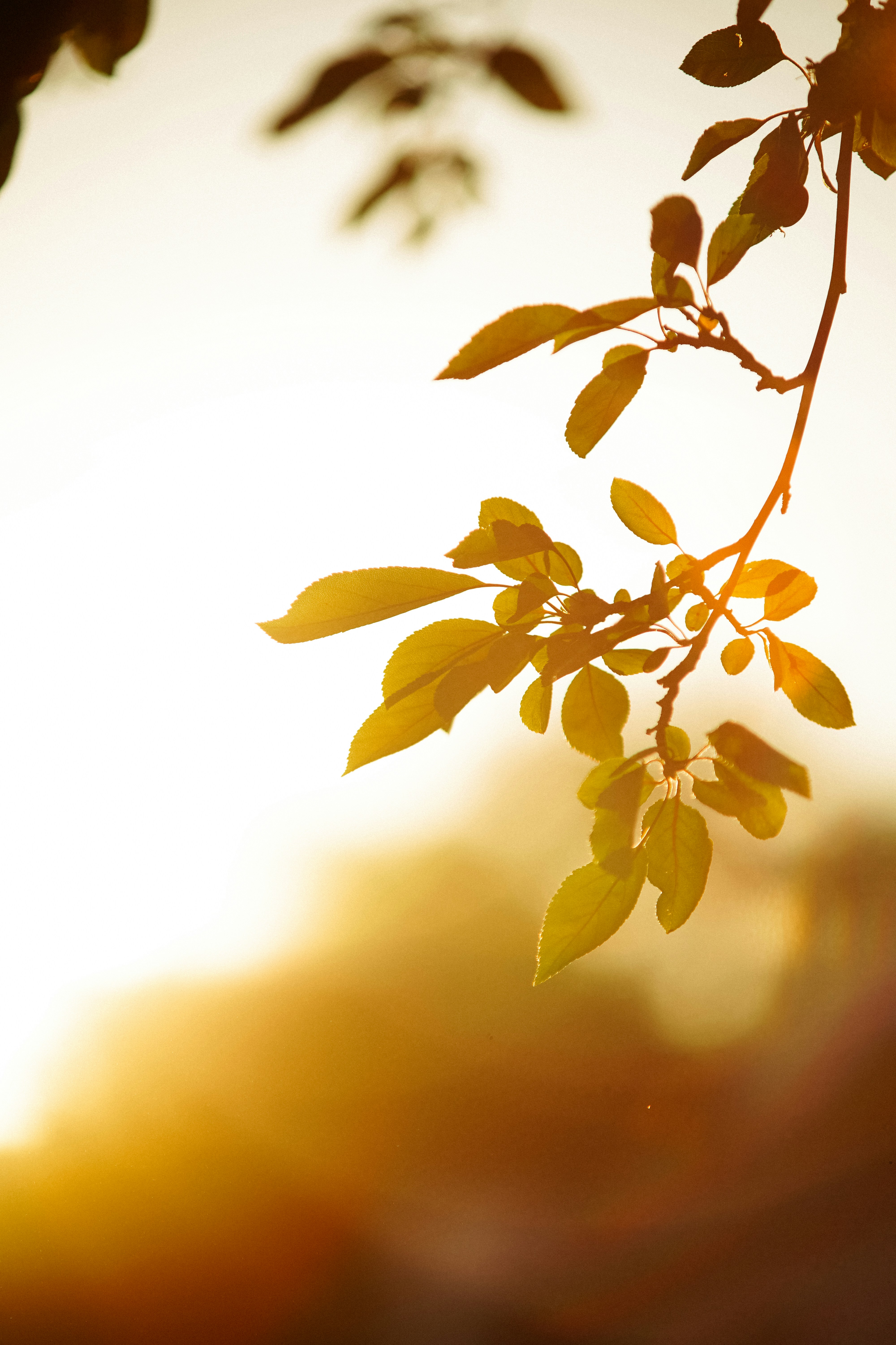 Leaves lit by warm sunlight